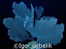 Sea Fan (Gorgonia ventalina), South-east of Dominican Rep... by Igor Grbalik 